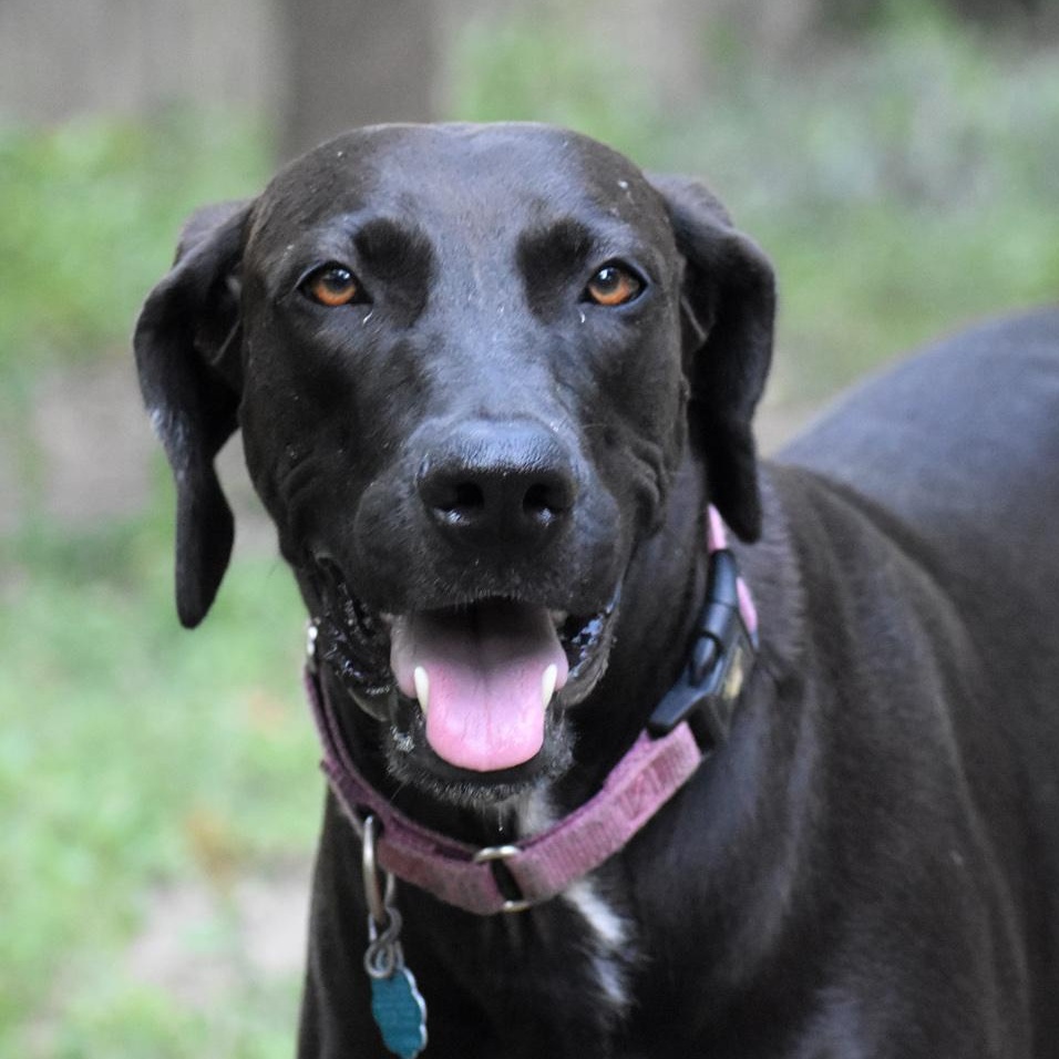 Lindy, Adoptable, Young Female Great Dane & Doberman Pinscher.