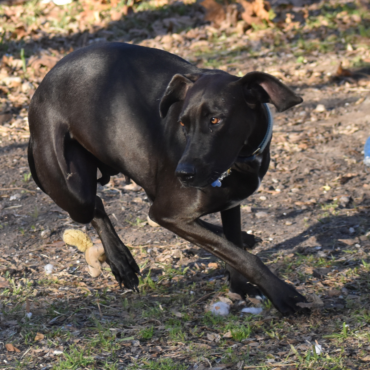 Lindy, an adoptable Great Dane, Doberman Pinscher in Georgetown, TX, 78633 | Photo Image 3