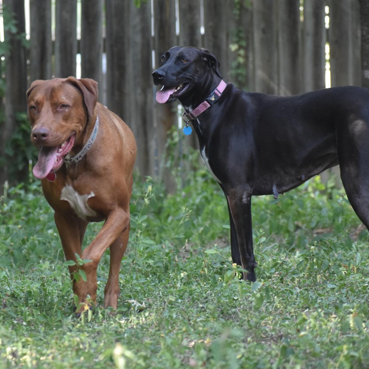 Lindy, a Adoptable mixed breed in Georgetown, TX image 5/6