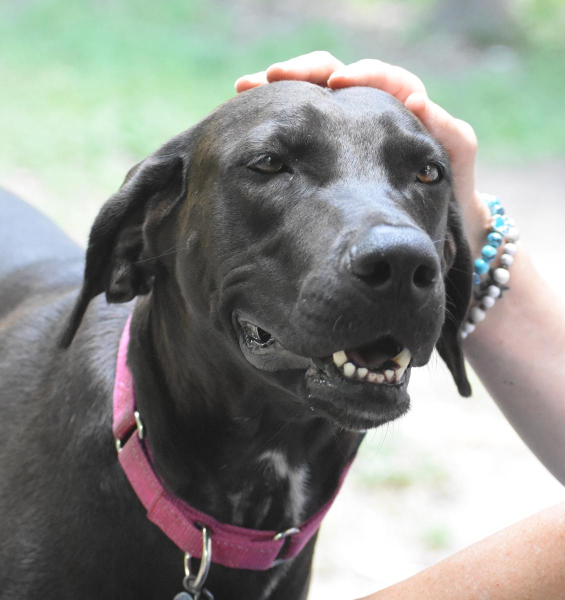 Lindy, an adoptable Great Dane, Doberman Pinscher in Georgetown, TX, 78633 | Photo Image 4