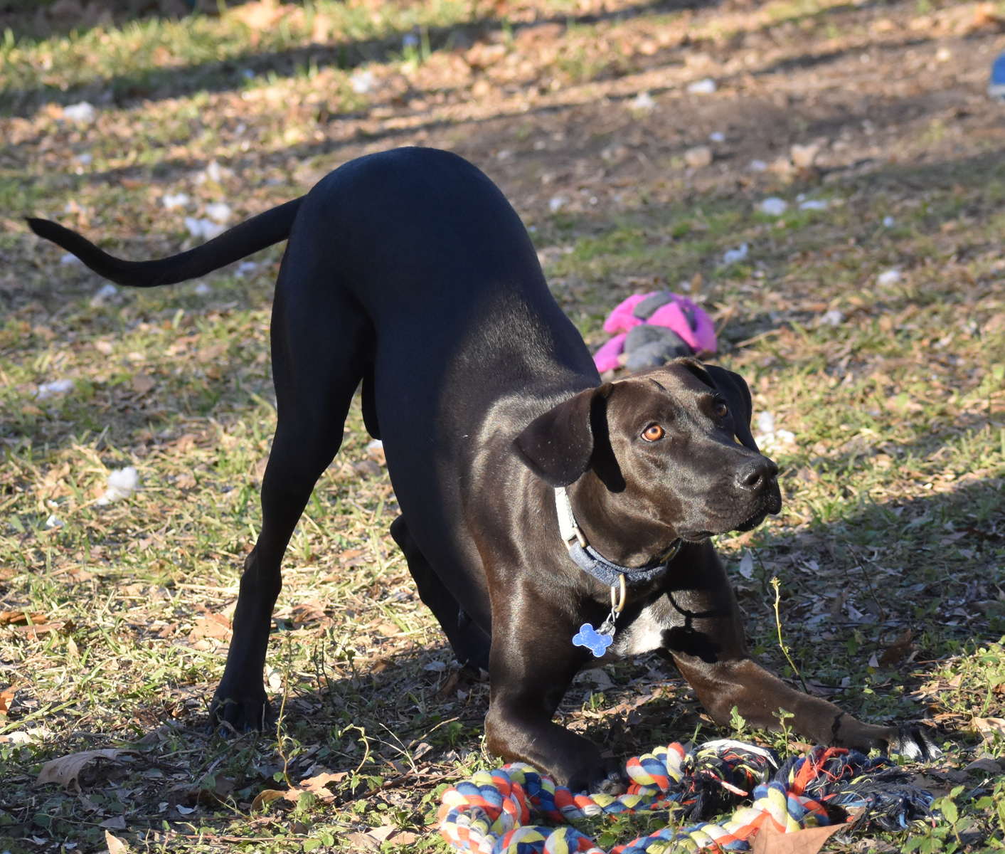 Lindy, an adoptable Great Dane, Doberman Pinscher in Georgetown, TX, 78633 | Photo Image 5