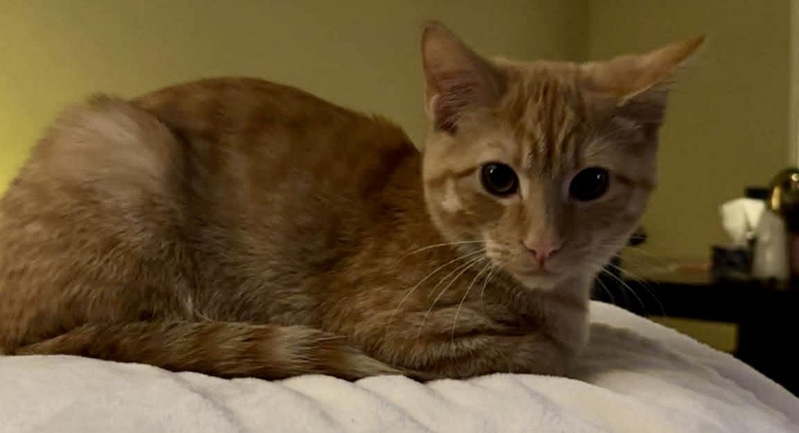 Enlarge Ginger, a ADOPTABLE Domestic Short Hair in Pointe-Claire, QC image 4/5