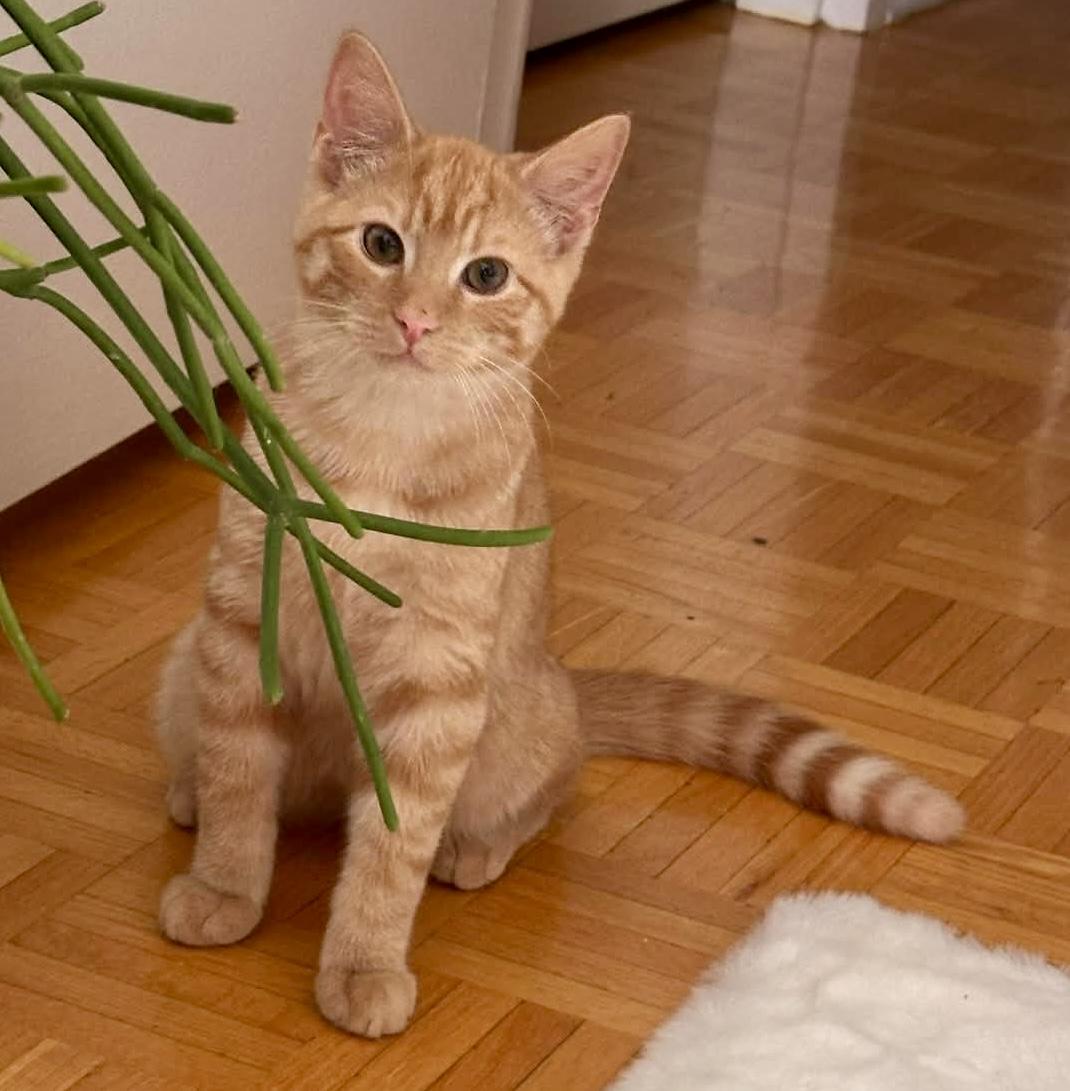 Enlarge Ginger, a ADOPTABLE Domestic Short Hair in Pointe-Claire, QC image 2/5
