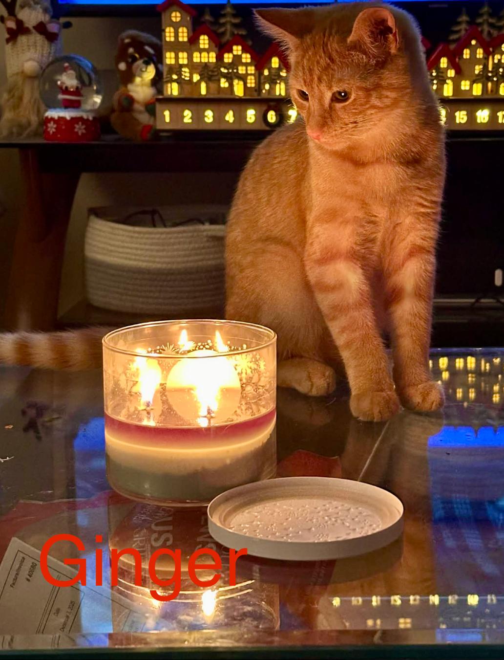 Enlarge Ginger, a ADOPTABLE Domestic Short Hair in Pointe-Claire, QC image 1/5