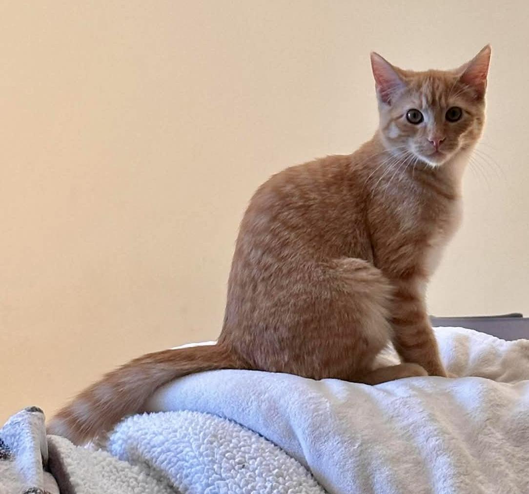 Enlarge Ginger, a ADOPTABLE Domestic Short Hair in Pointe-Claire, QC image 3/5