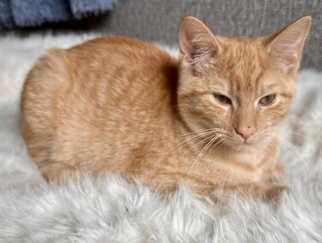 Enlarge Ginger, a ADOPTABLE Domestic Short Hair in Pointe-Claire, QC image 5/5