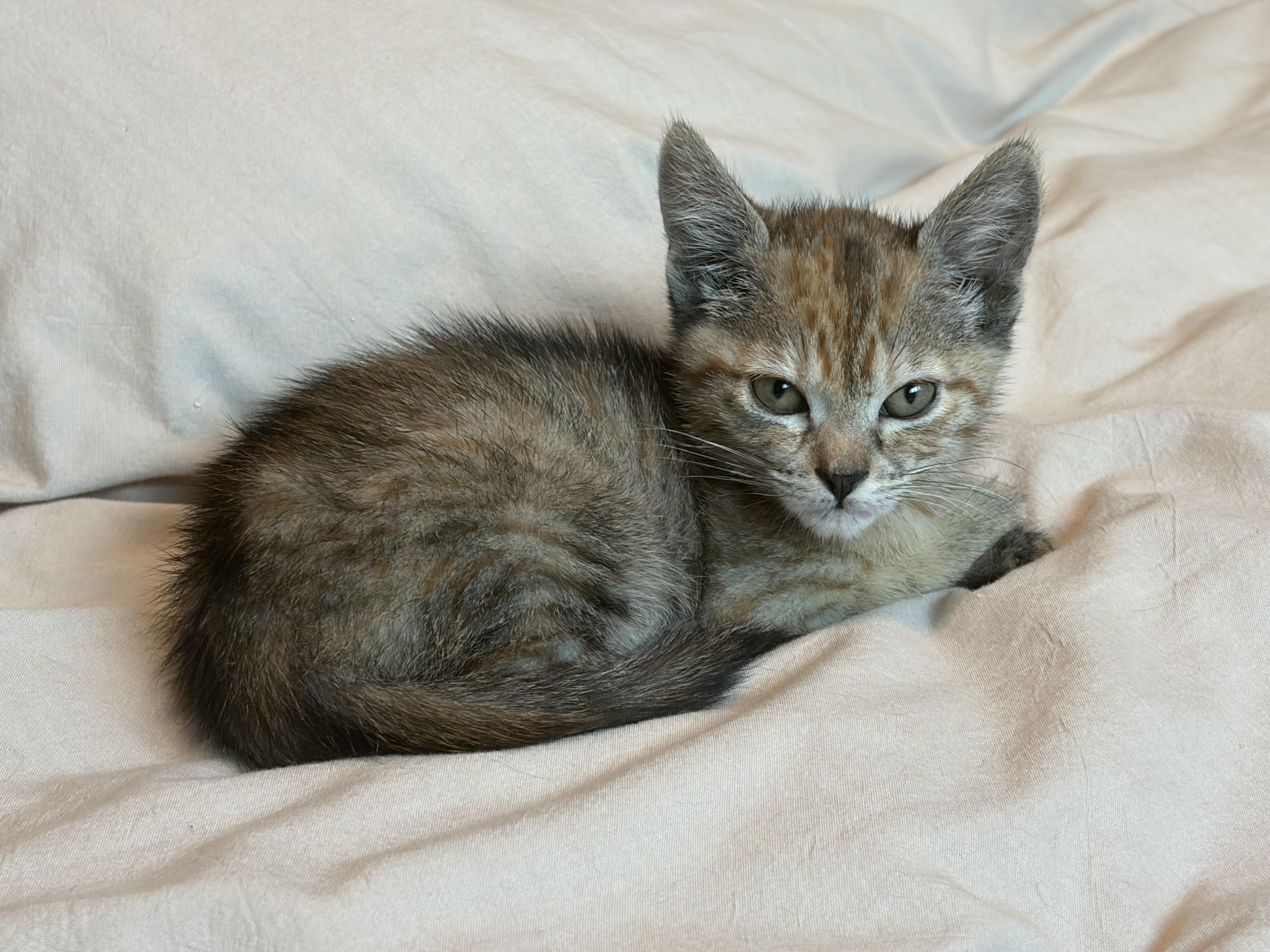 Enlarge Piper, a Adoptable Domestic Short Hair in Long Beach, CA image 1/5