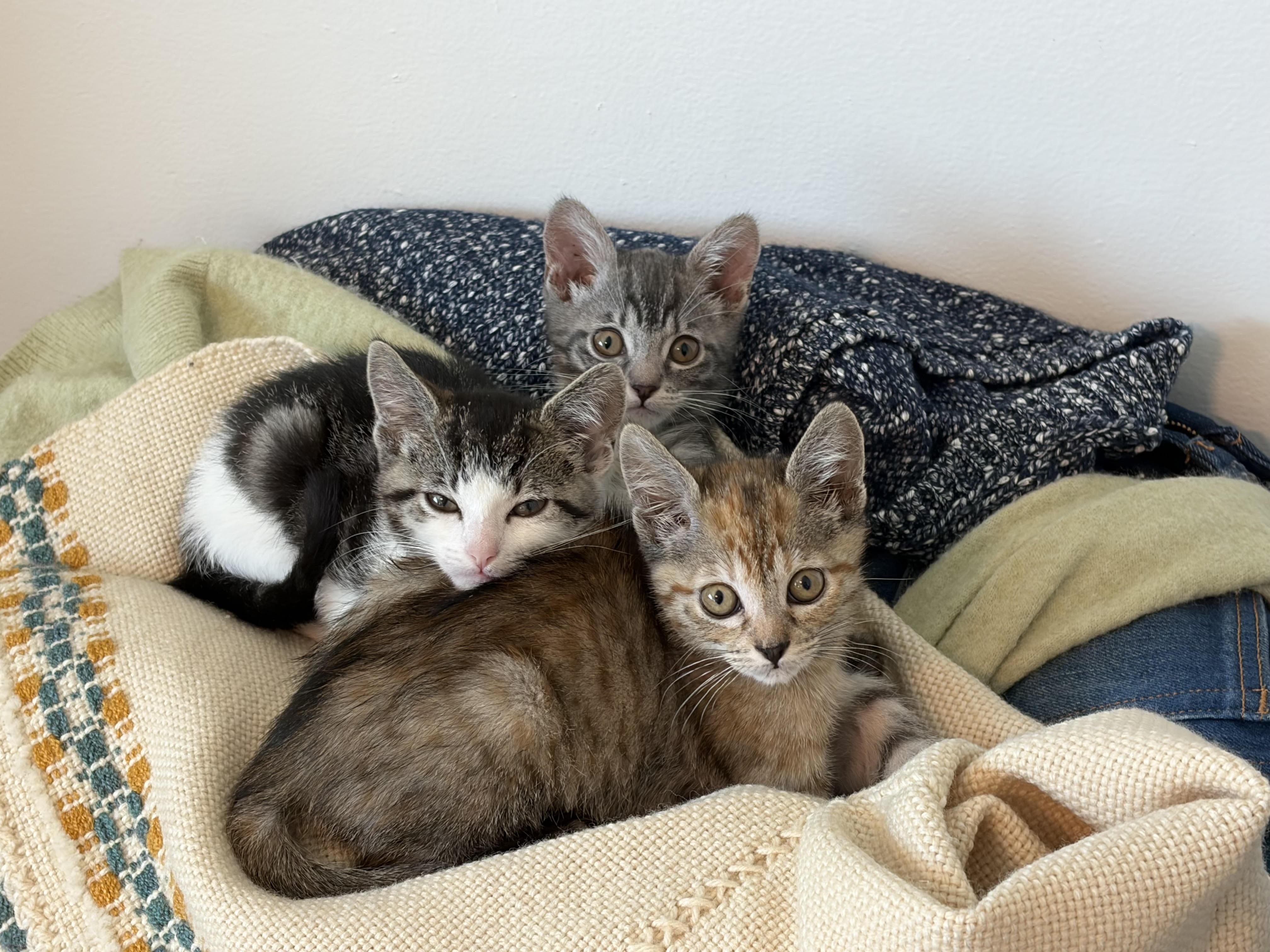 Enlarge Piper, a Adoptable Domestic Short Hair in Long Beach, CA image 2/5