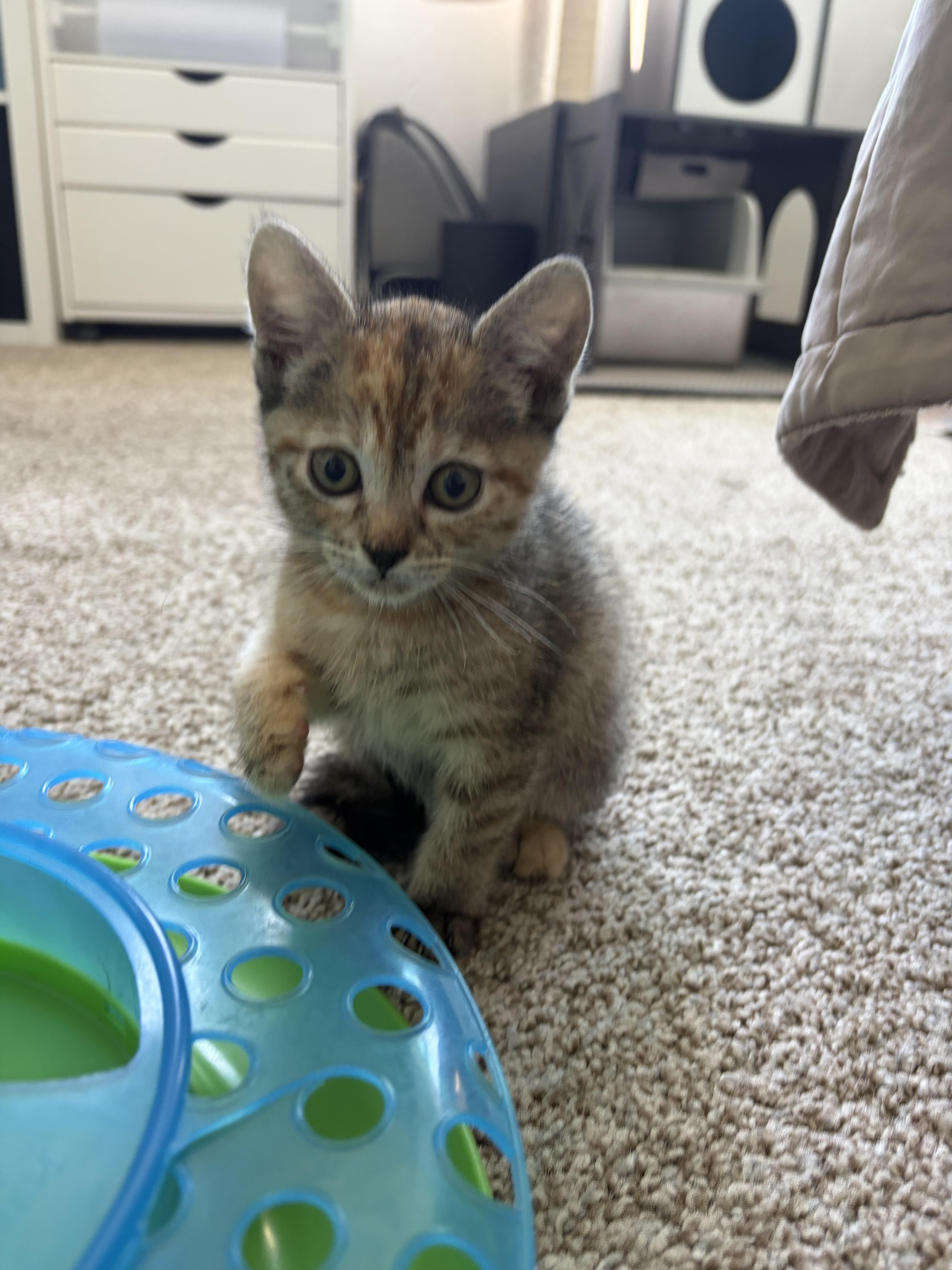 Enlarge Piper, a Adoptable Domestic Short Hair in Long Beach, CA image 3/5