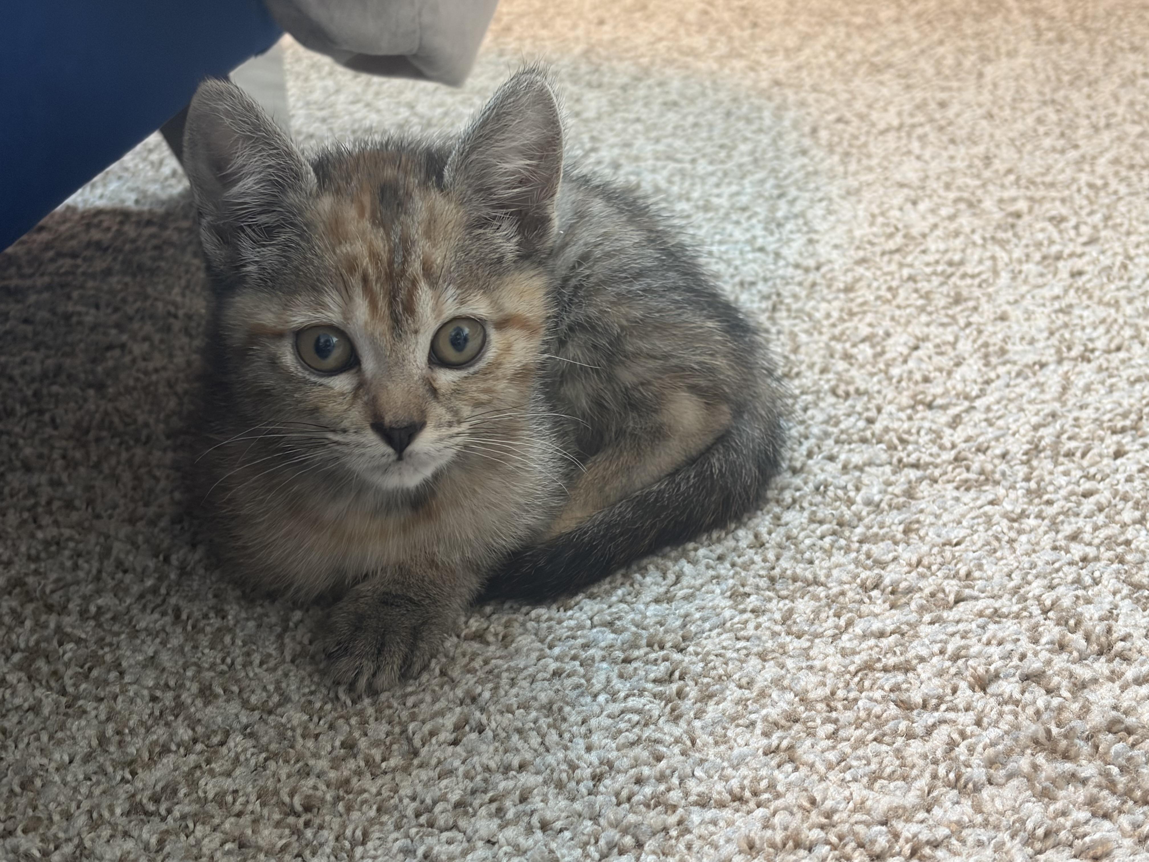 Enlarge Piper, a Adoptable Domestic Short Hair in Long Beach, CA image 4/5