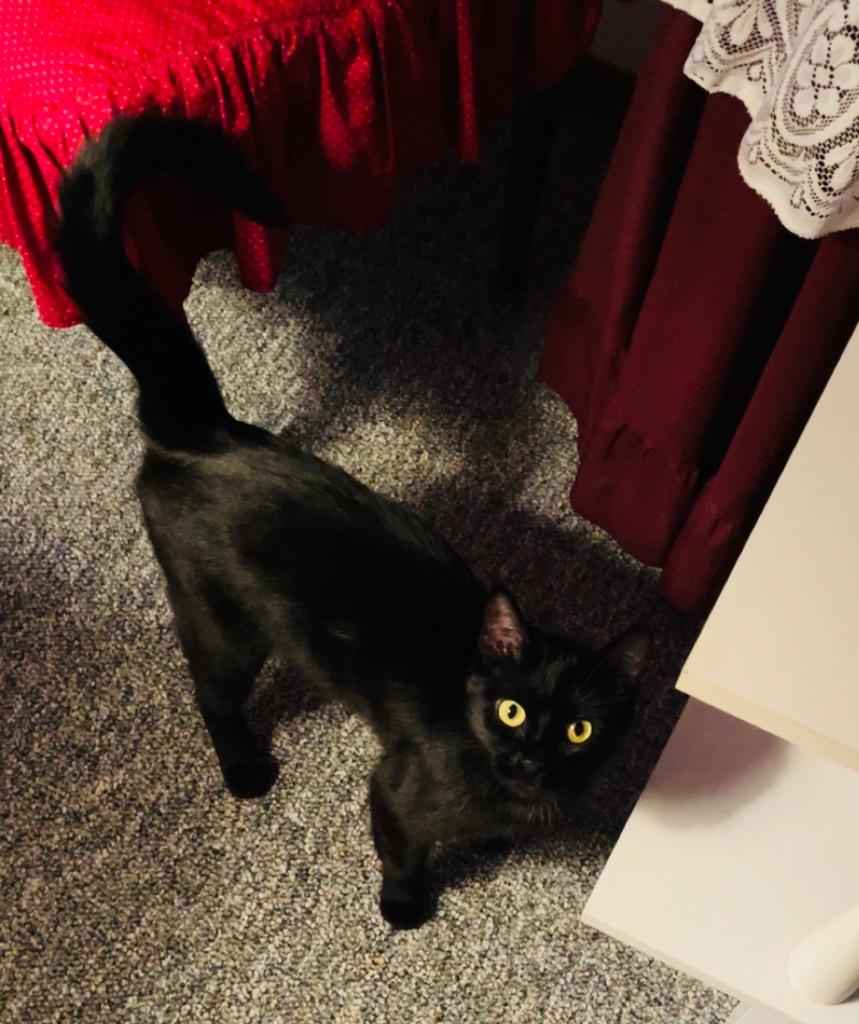 Novuh, Adoptable, Young Female Domestic Short Hair.