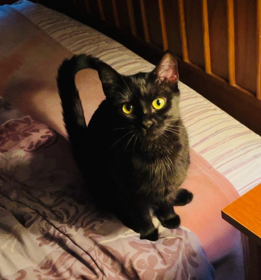 Novuh, a Adoptable mixed breed in Fond Du Lac, WI image 2/4