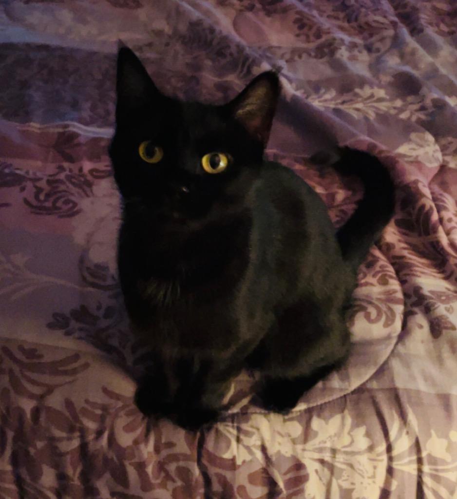 Novuh, a Adoptable mixed breed in Fond Du Lac, WI image 3/4