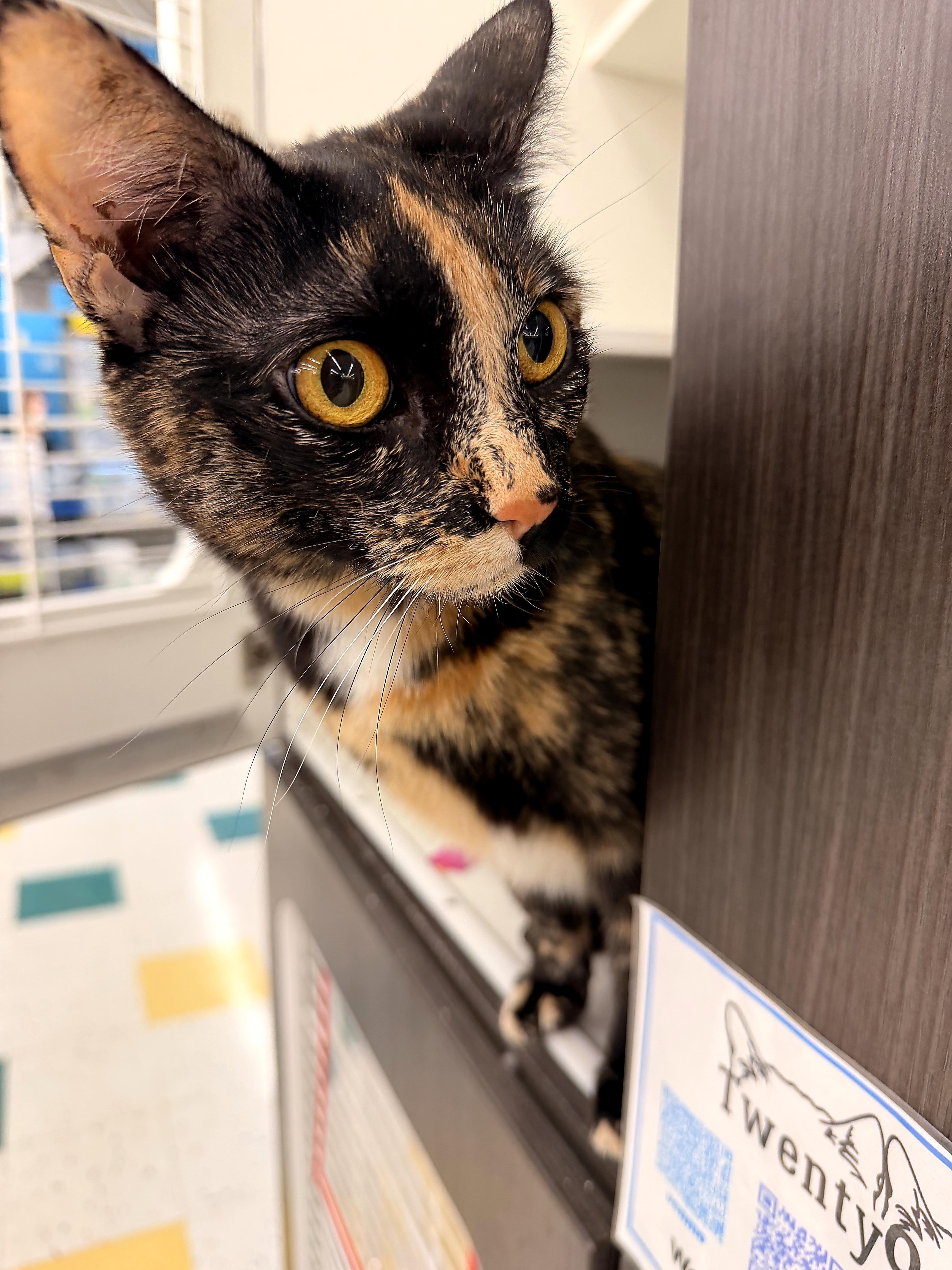 Cocoa, ADOPTABLE, Young Female Domestic Short Hair.