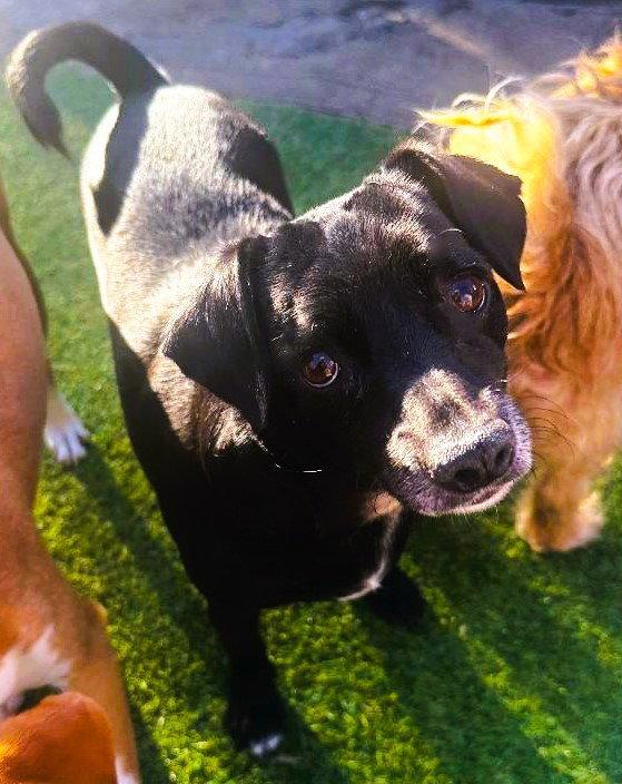 Enlarge Gidget, a Adoptable mixed breed in WestLake Village, CA image 2/3