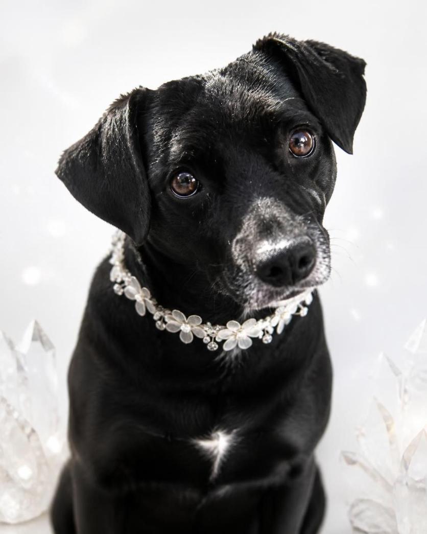 Enlarge Gidget, a Adoptable mixed breed in WestLake Village, CA image 1/3