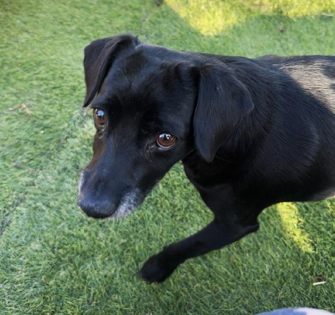 Enlarge Gidget, a Adoptable mixed breed in WestLake Village, CA image 3/3