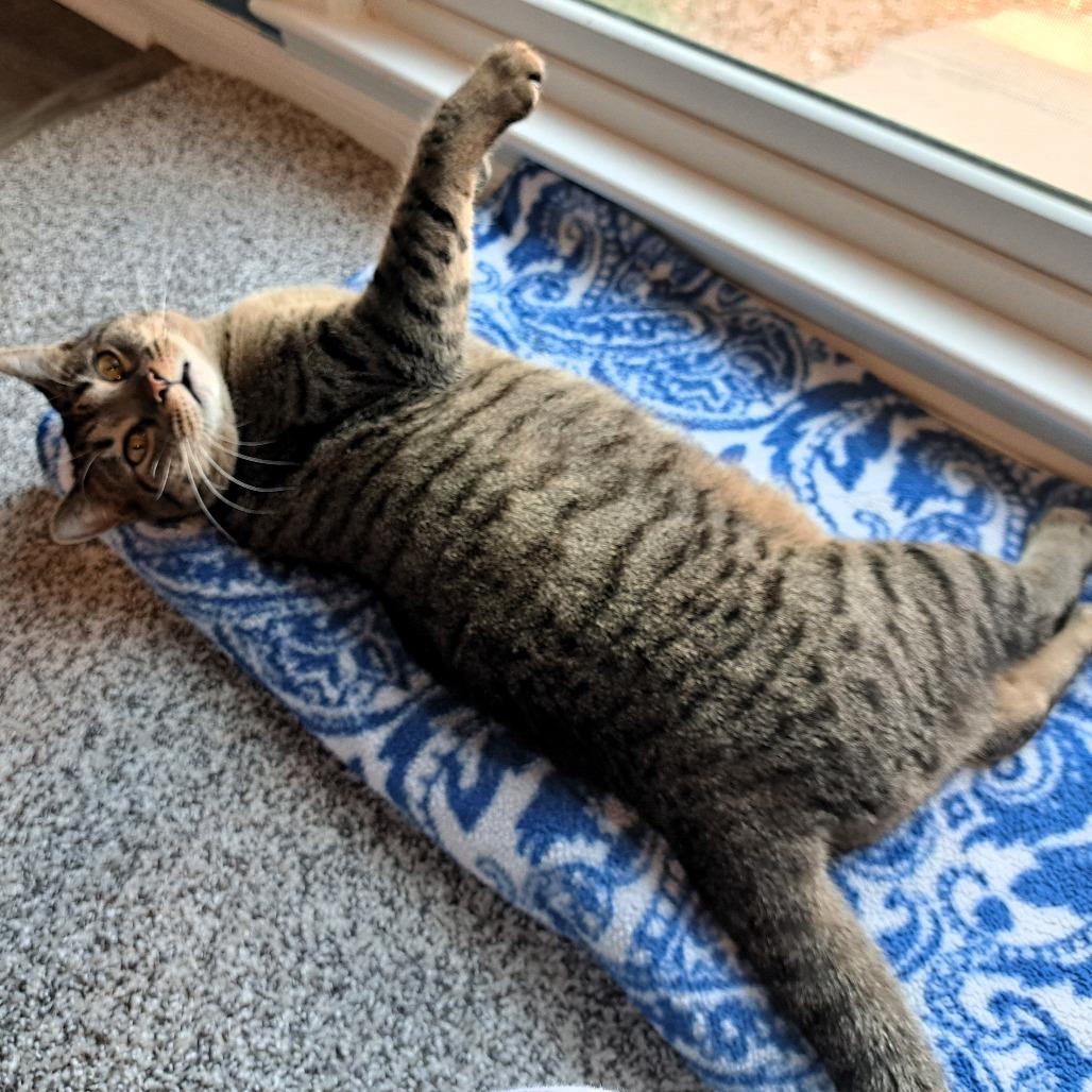 Enlarge Izzie, a Adoptable Domestic Short Hair in Shawnee, KS image 1/6