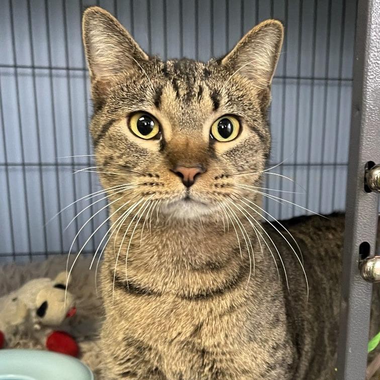 Enlarge Izzie, a Adoptable Domestic Short Hair in Shawnee, KS image 2/6