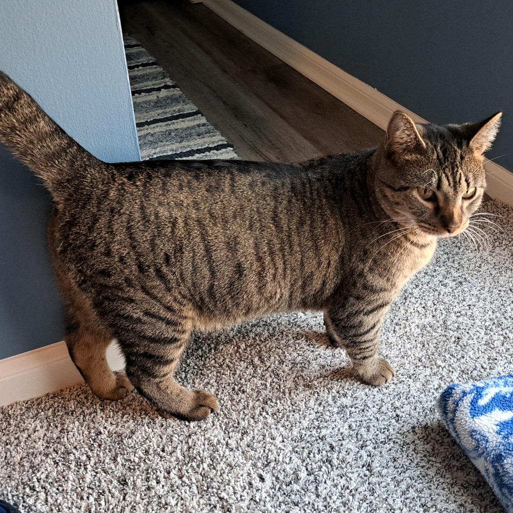 Enlarge Izzie, a Adoptable Domestic Short Hair in Shawnee, KS image 3/6