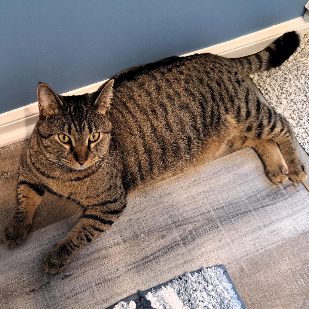 Enlarge Izzie, a Adoptable Domestic Short Hair in Shawnee, KS image 4/6