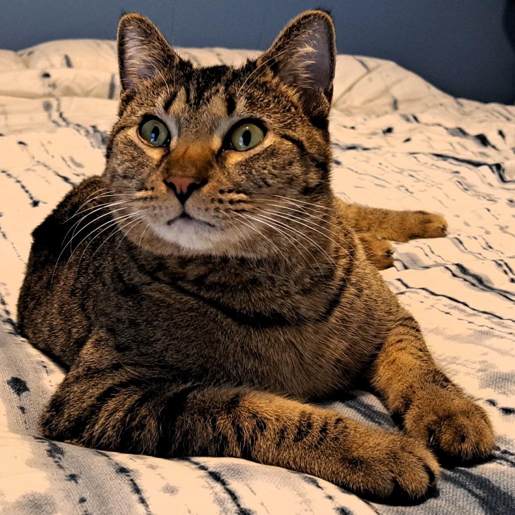 Enlarge Izzie, a Adoptable Domestic Short Hair in Shawnee, KS image 5/6