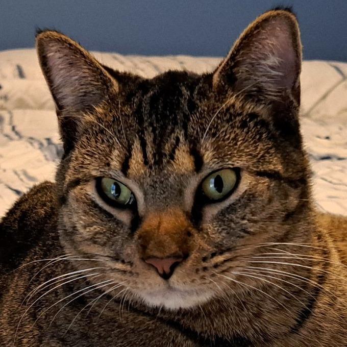 Enlarge Izzie, a Adoptable Domestic Short Hair in Shawnee, KS image 5/6