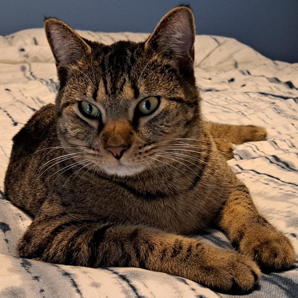 Enlarge Izzie, a Adoptable Domestic Short Hair in Shawnee, KS image 6/6