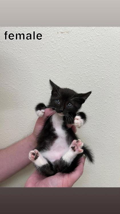 Chia, Adoptable, Kitten Female Domestic Short Hair & Domestic Short Hair.