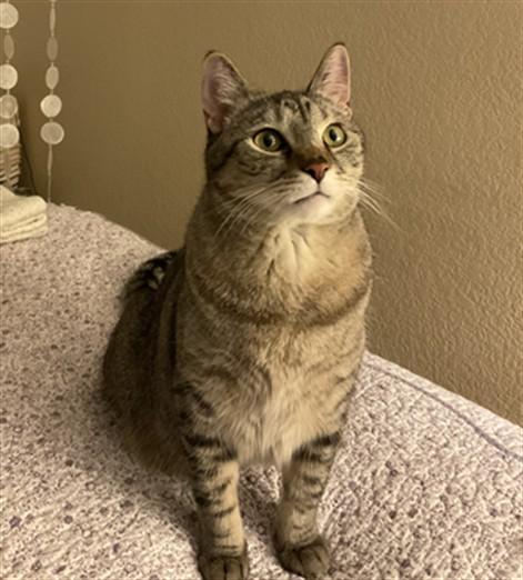 Enlarge PEYTON, a Adoptable Domestic Short Hair in Aurora, CO image 1/1