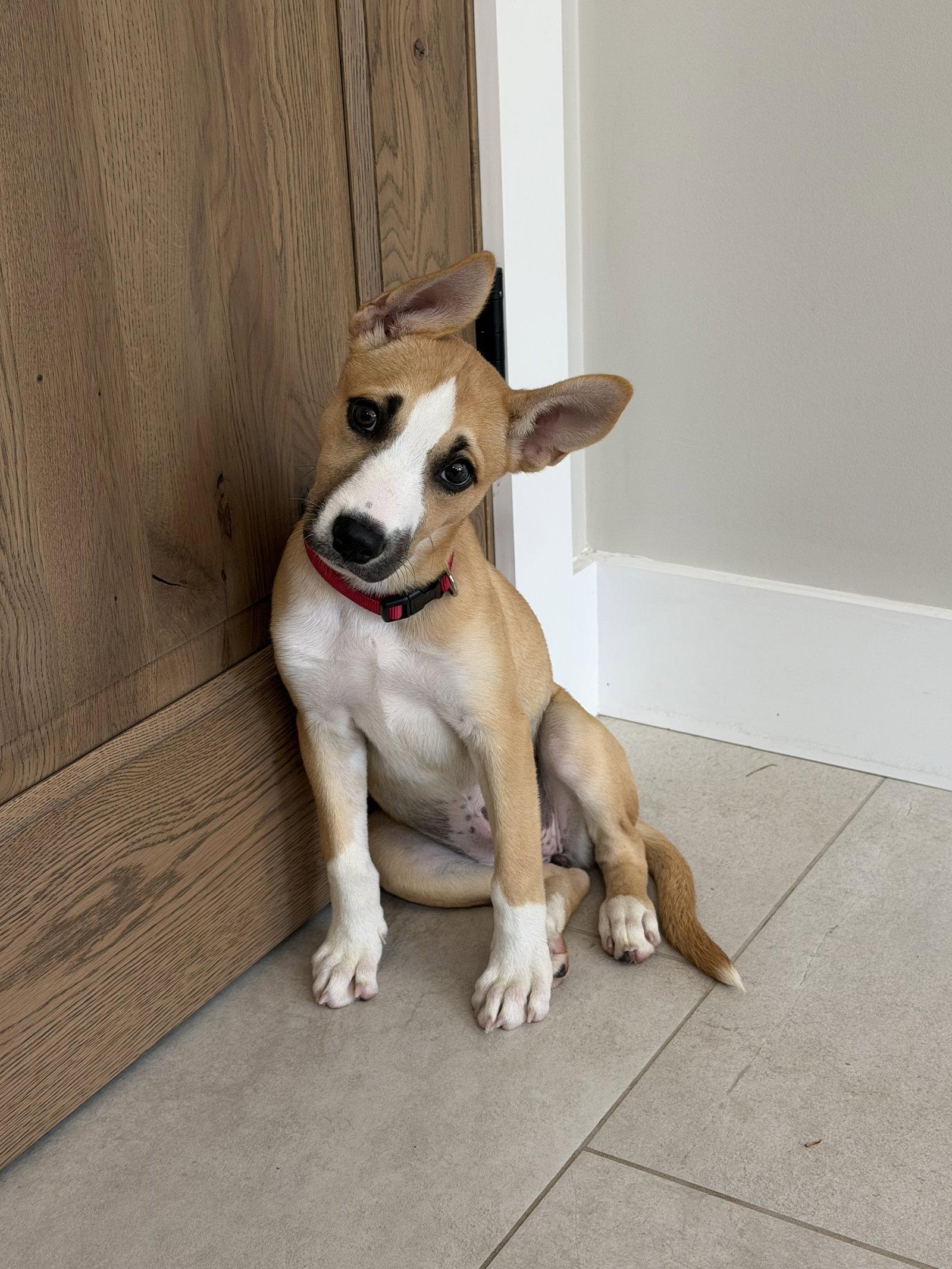 Enlarge Bonnie, a Adoptable mixed breed in Mattoon, IL image 1/3