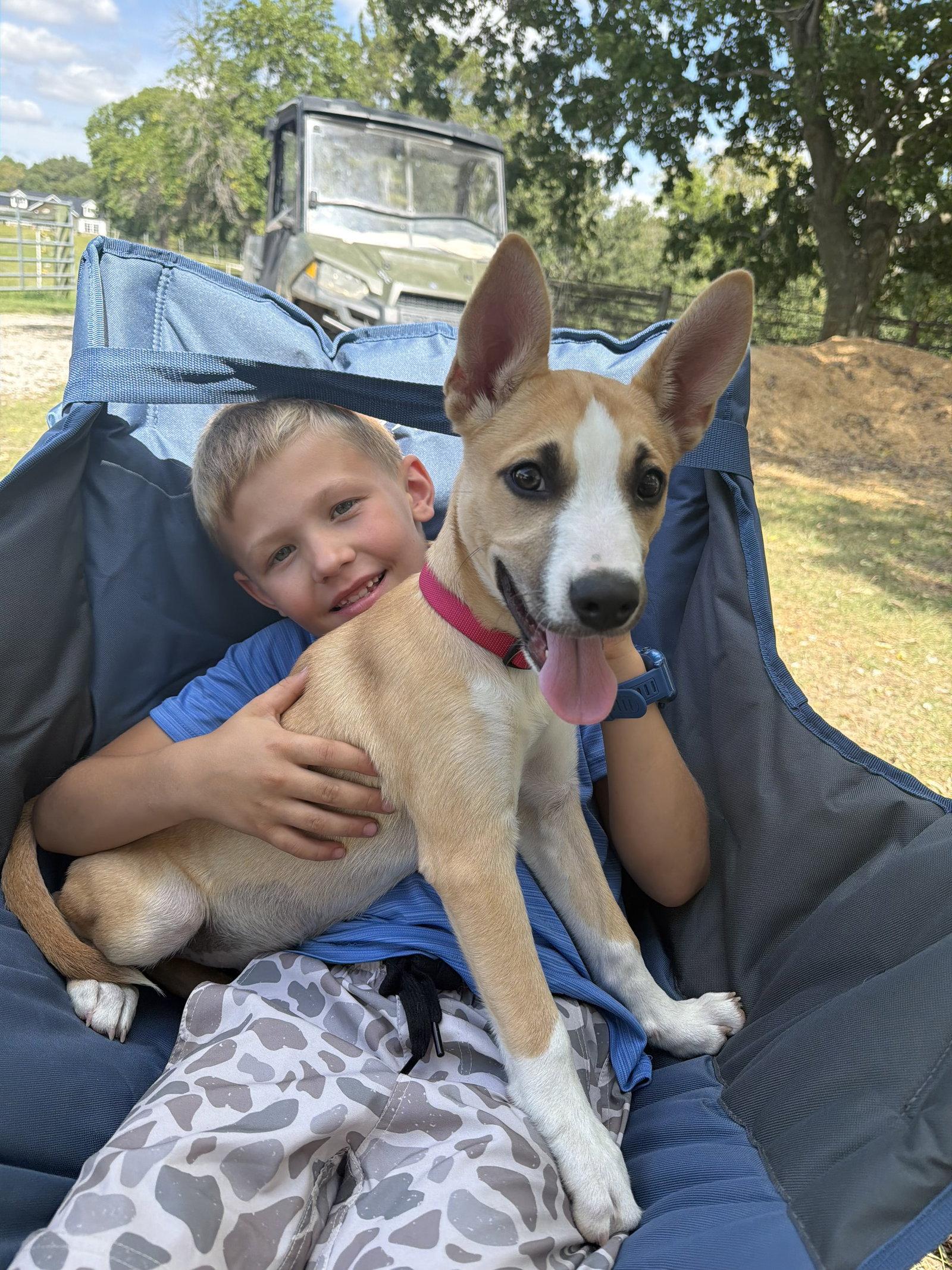 Enlarge Bonnie, a Adoptable mixed breed in Mattoon, IL image 3/3