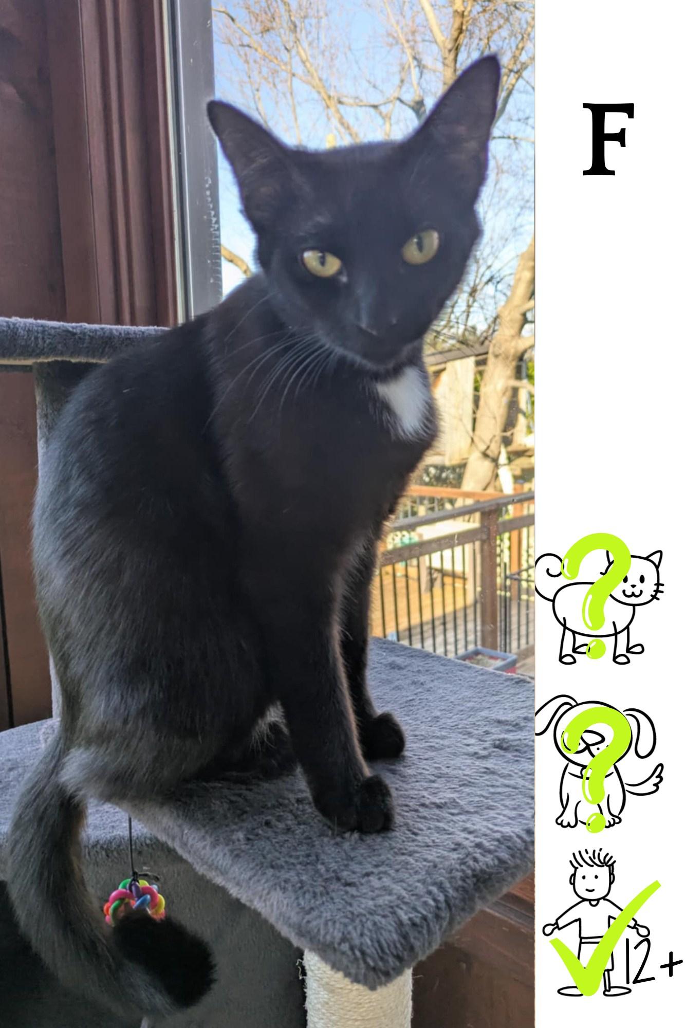 Bagheera, Young Female Domestic Short Hair