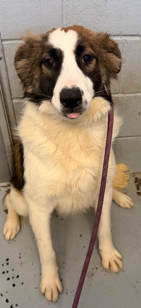 Enlarge Willa, a Adoptable mixed breed in Greenwood, MS image 1/1