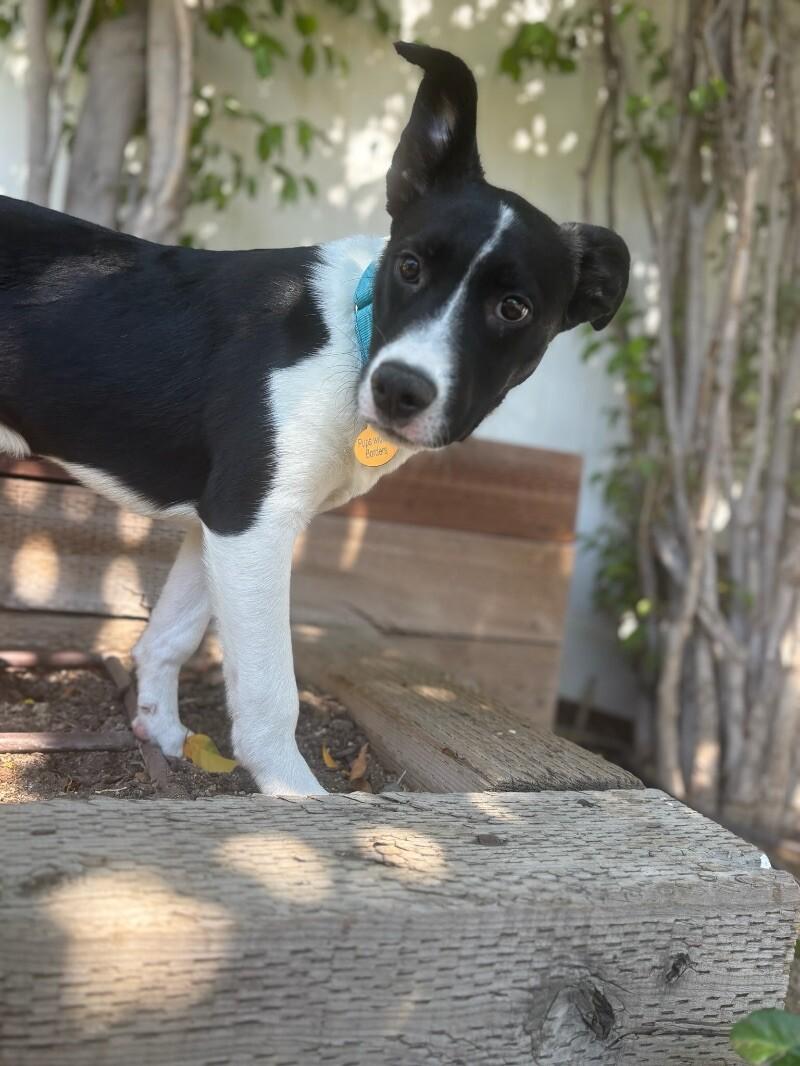 Liam, a Adoptable mixed breed in Van Nuys, CA image 1/6
