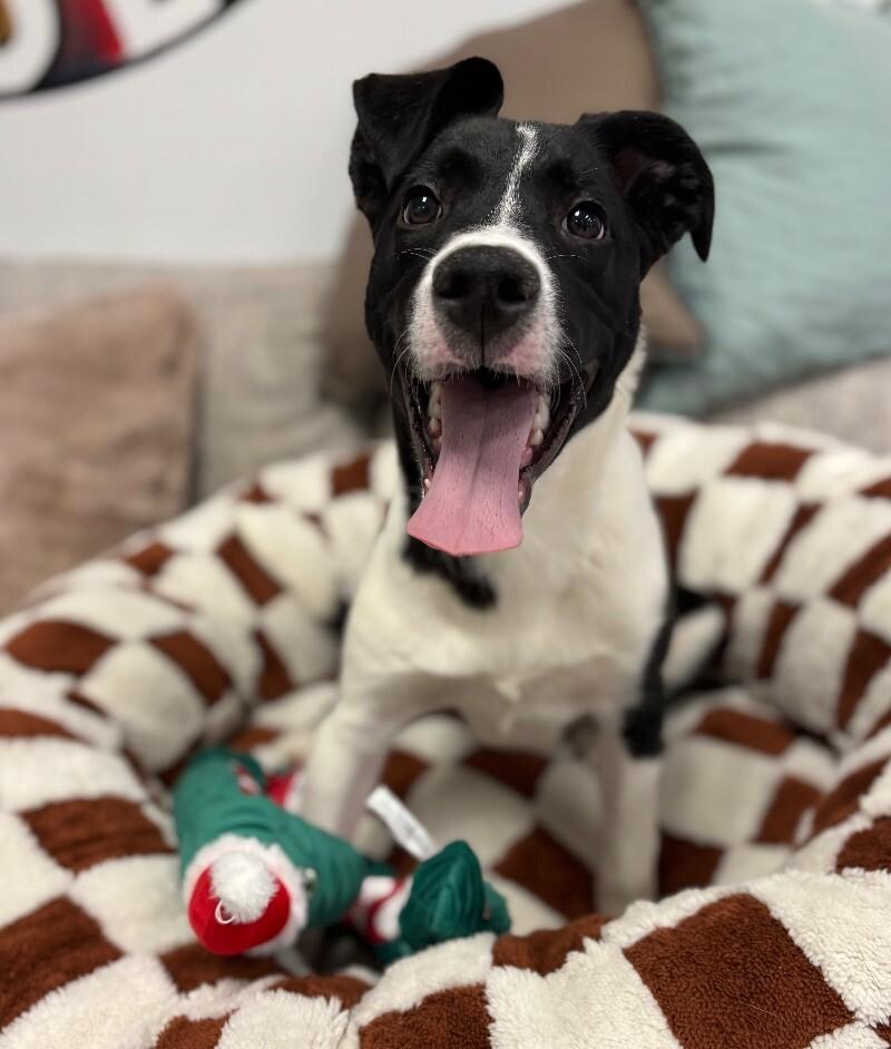 Liam, a Adoptable mixed breed in Van Nuys, CA image 2/6