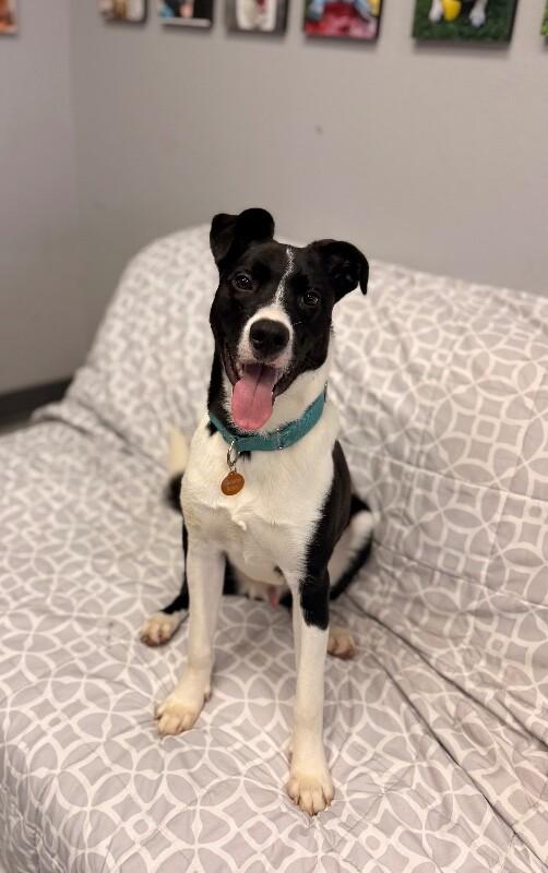 Liam, a Adoptable mixed breed in Van Nuys, CA image 3/6