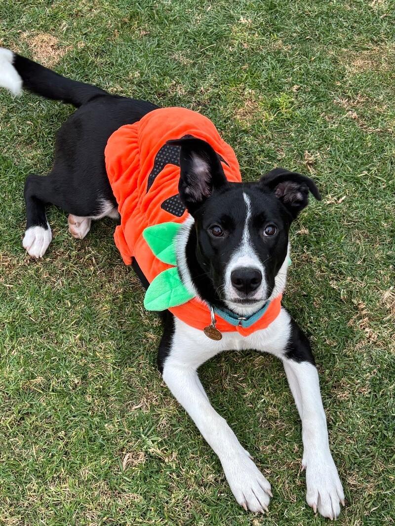 Liam, a Adoptable mixed breed in Van Nuys, CA image 4/6