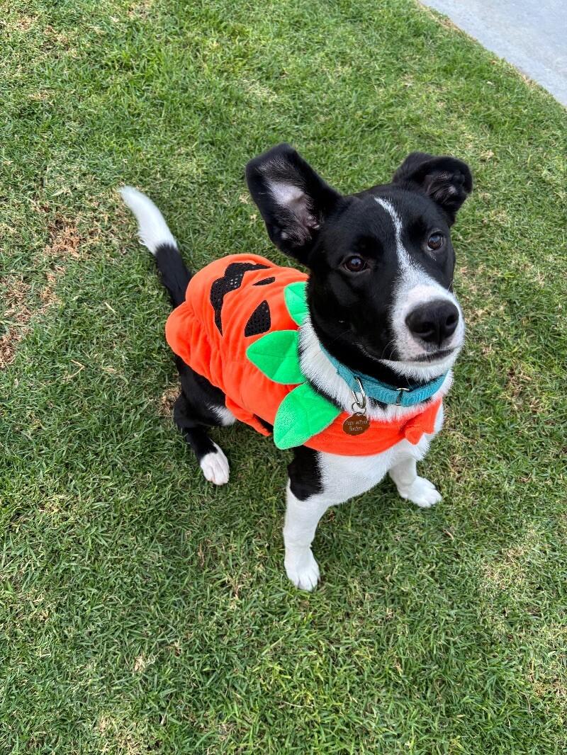Liam, a Adoptable mixed breed in Van Nuys, CA image 5/6