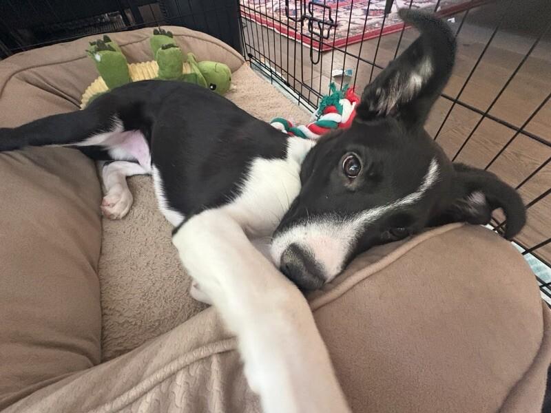 Liam, a Adoptable mixed breed in Van Nuys, CA image 6/6