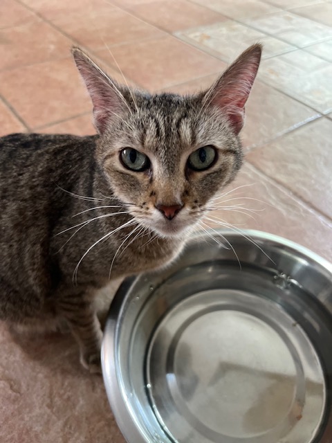 Molly, a Adoptable Tabby in El Paso, TX image 5/5