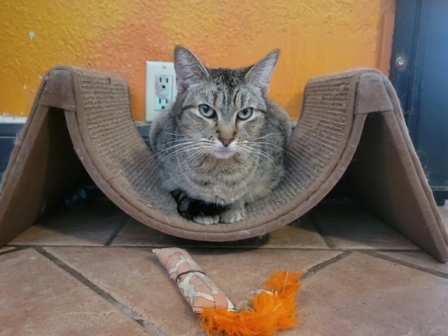 Molly, a Adoptable Tabby in El Paso, TX image 2/5