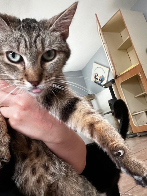 Molly, a Adoptable Tabby in El Paso, TX image 1/5