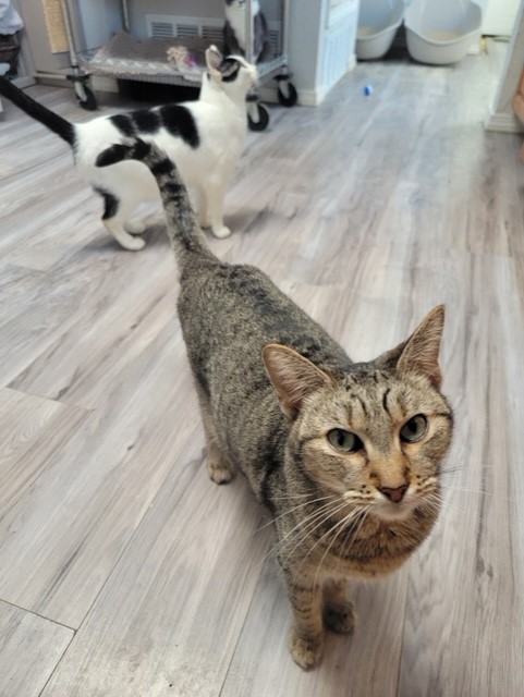 Molly, a Adoptable Tabby in El Paso, TX image 3/5