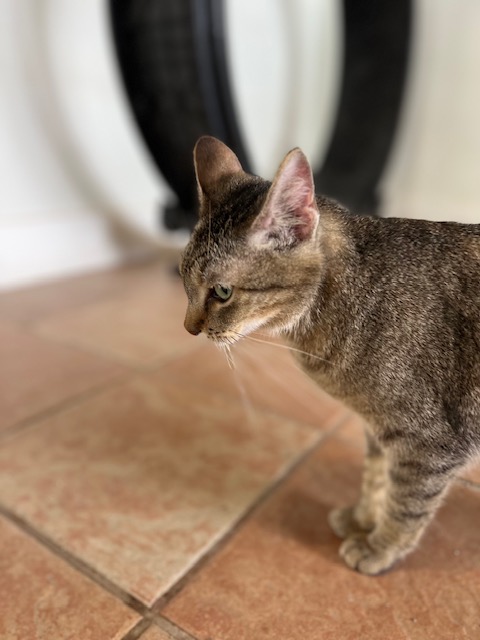 Molly, a Adoptable Tabby in El Paso, TX image 4/5