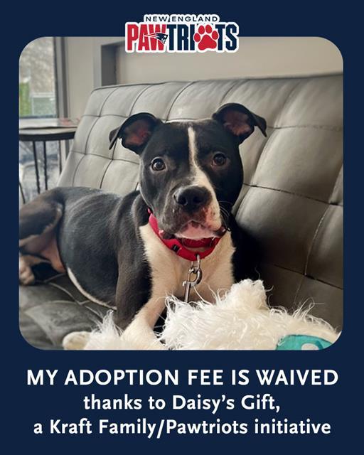 Enlarge ELVIS PAWSLEY, a Adoptable mixed breed in Dedham, MA image 1/1