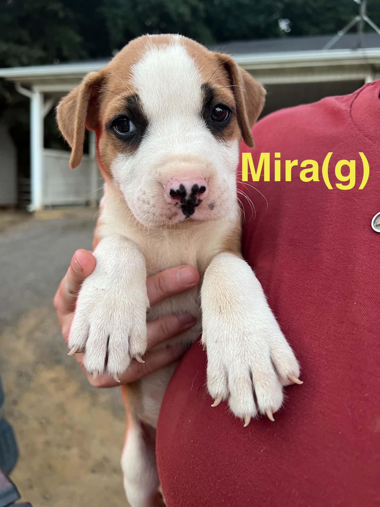 Mira, Adoptable, Puppy Female Australian Shepherd & Portuguese Podengo.