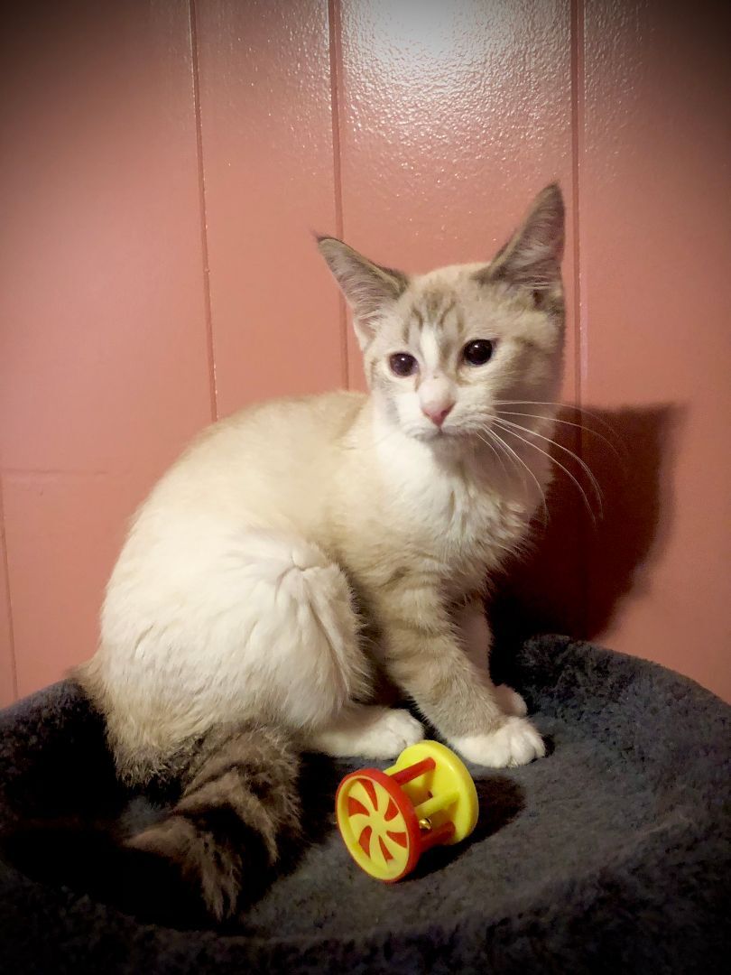 Enlarge Juno Guye 0522 *$pecial FELV+ fee, a Adoptable Domestic Short Hair in Warren, MI image 1/2