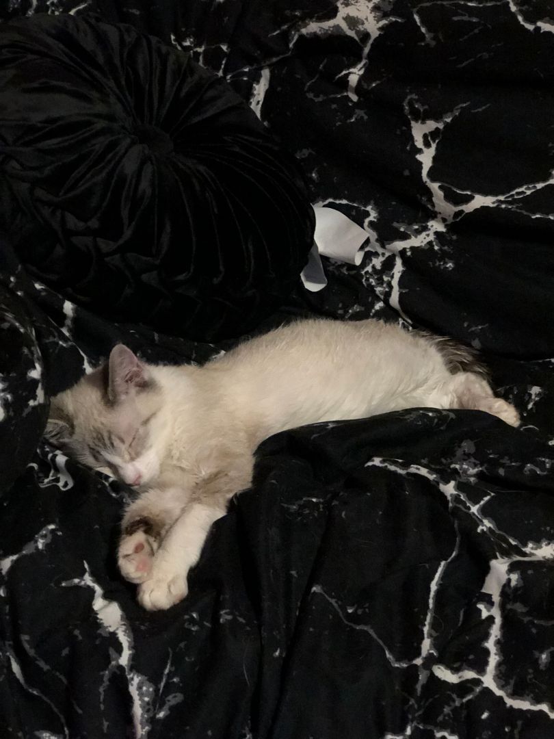 Enlarge Juno Guye 0522 *$pecial FELV+ fee, a Adoptable Domestic Short Hair in Warren, MI image 2/2