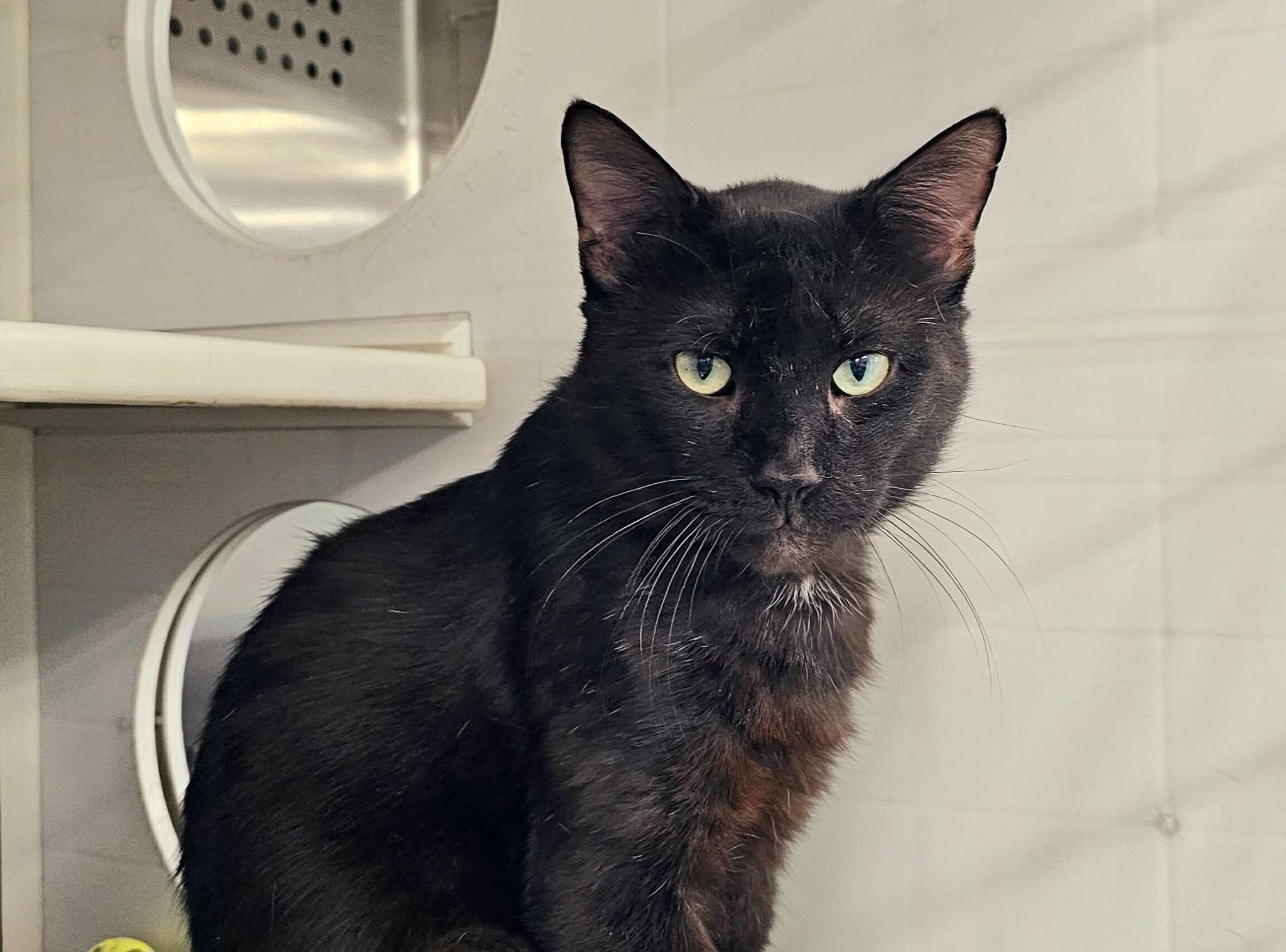 Bullet, a Adoptable Domestic Short Hair in Oak Ridge, TN image 1/6